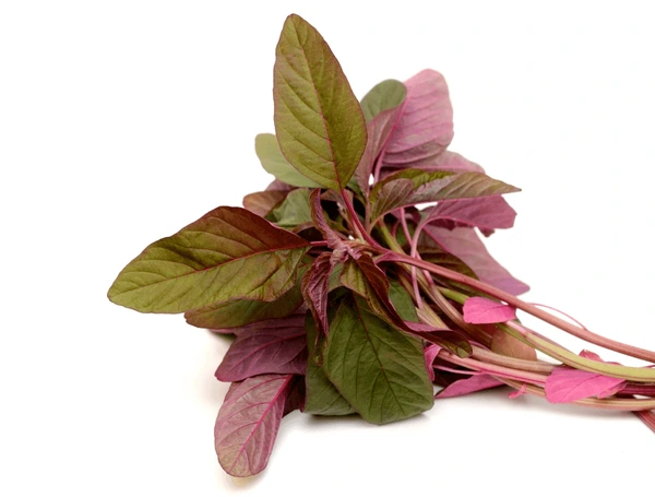Cheera (Green or Red)